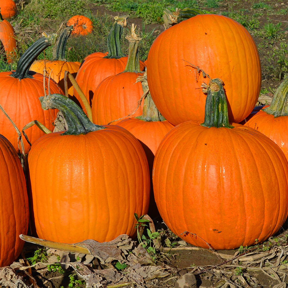 A big Doris pumpkins