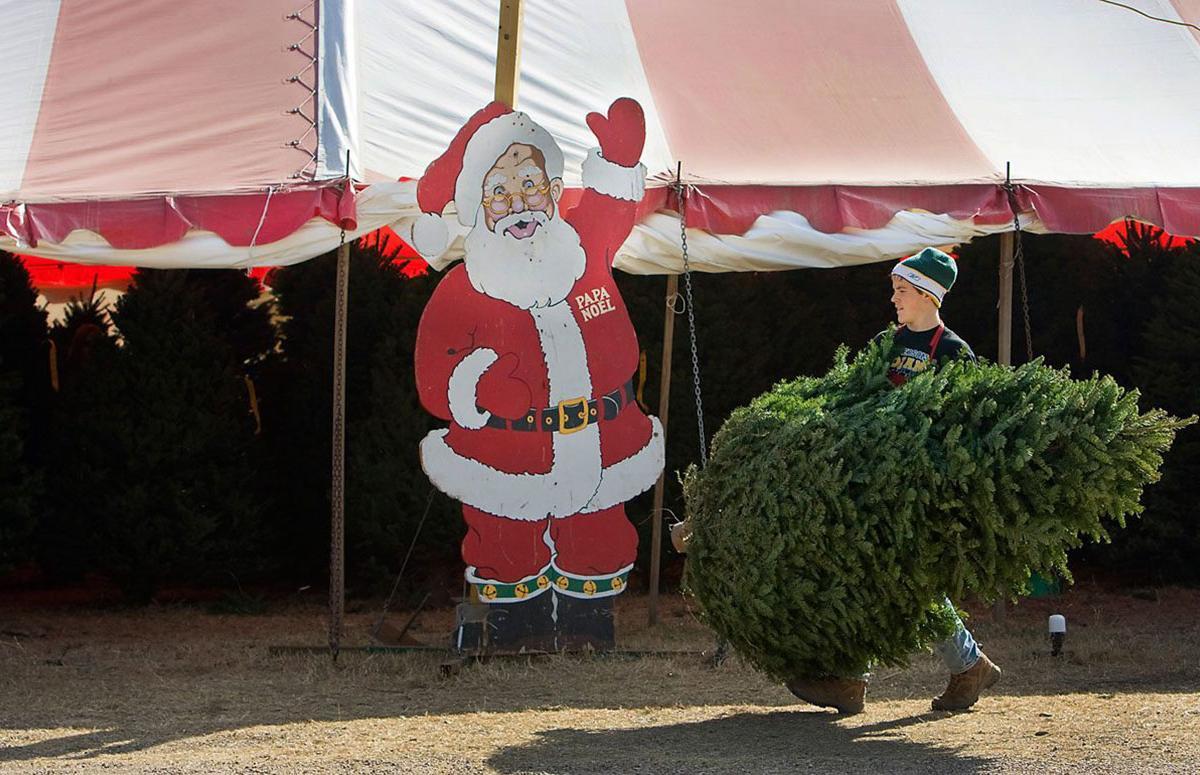 A man from Papa Noel Christmas Tree Staff carries a Christmas tree in front of a festive tent.