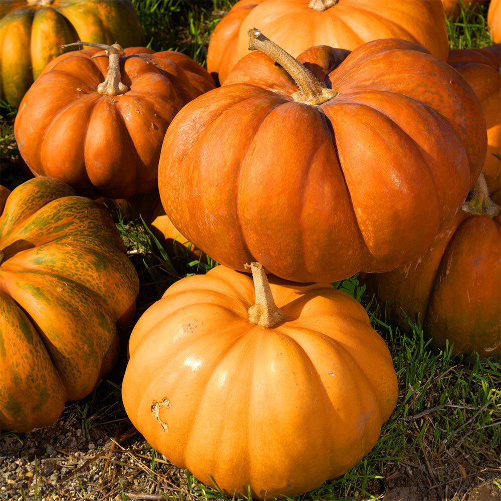 A fairy tale pumpkins