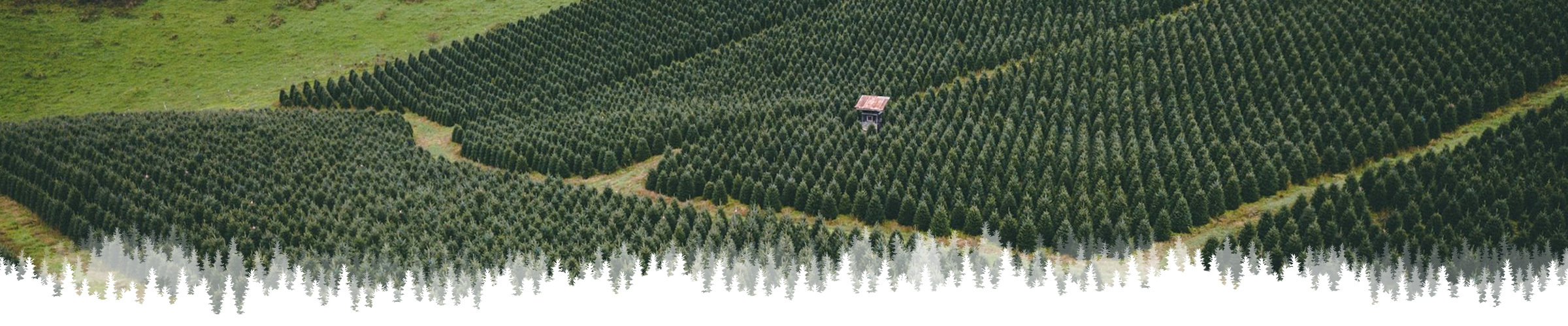Aerial view of Christmas tree fields/farm