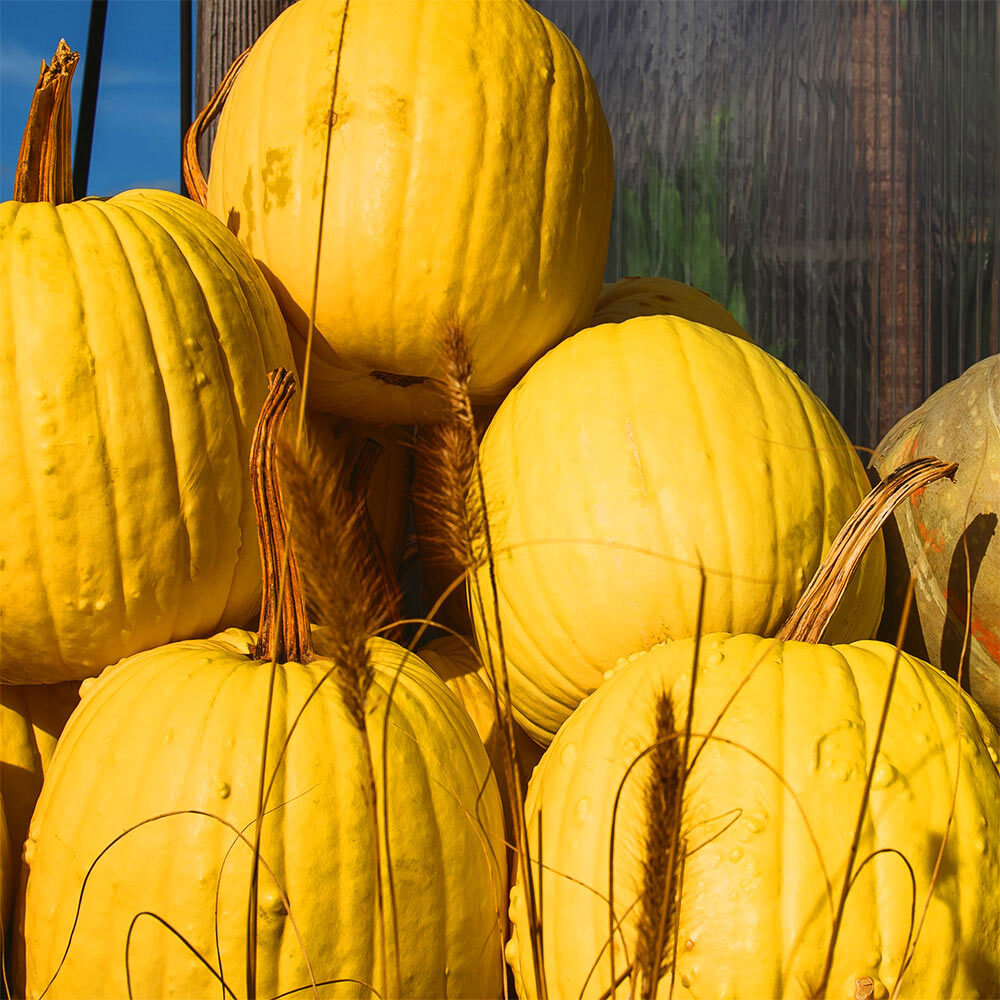 A mellow yellow pumpkins