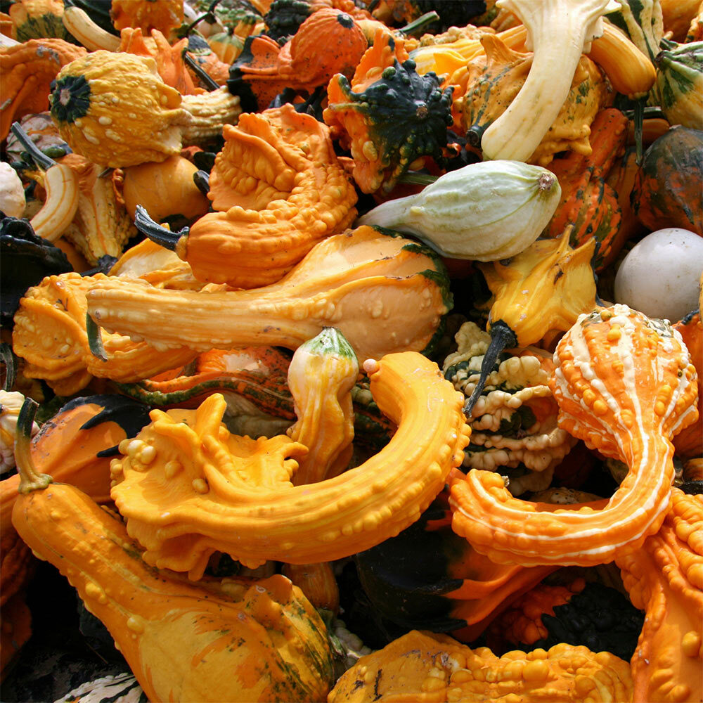 A mixed wing gourds