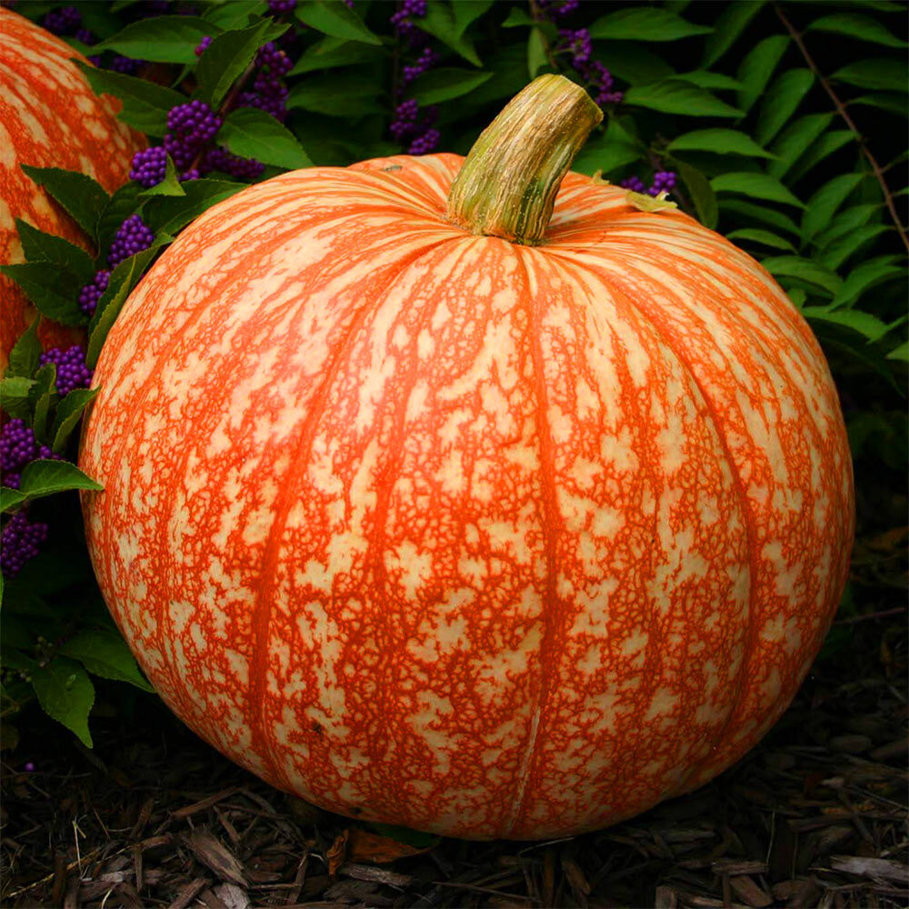 a one too many pumpkins