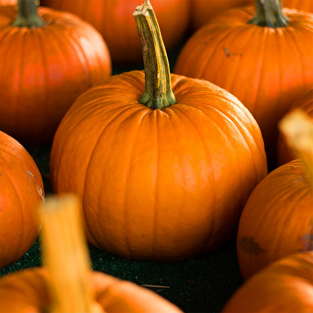 A pie pumpkins