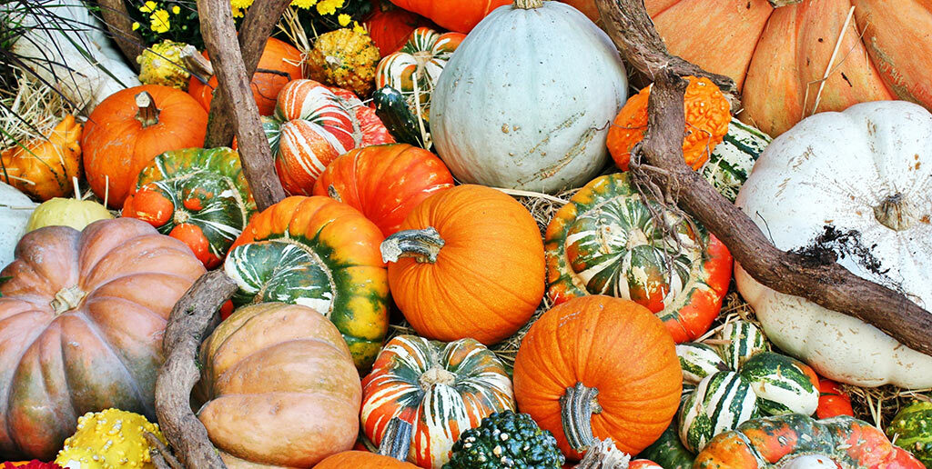 A variety of pumpkins in different shapes and sizes, surrounded by festive fall decorations, creating a seasonal display.