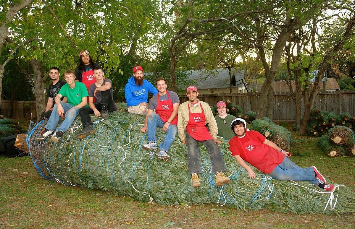 A group of Papa Noel staff sitting on a large Christmas tree, preparing it for delivery.