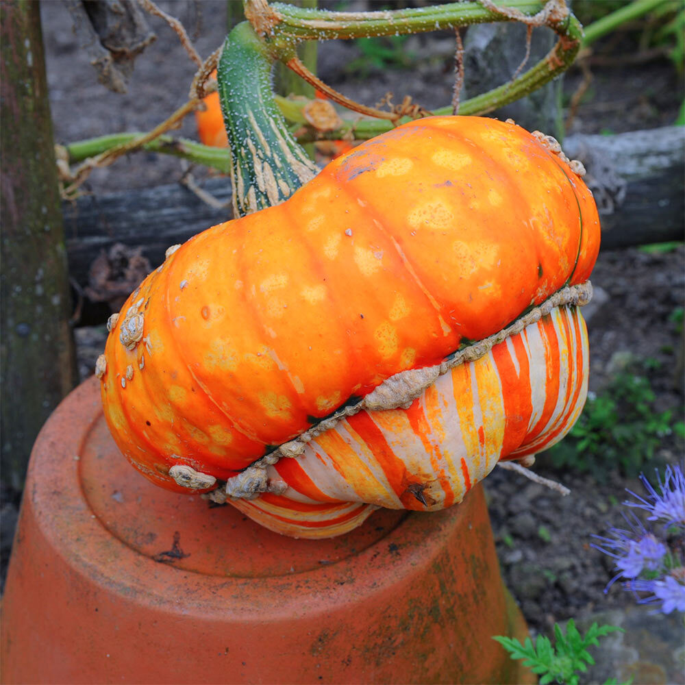 Turks Turban pumpkins