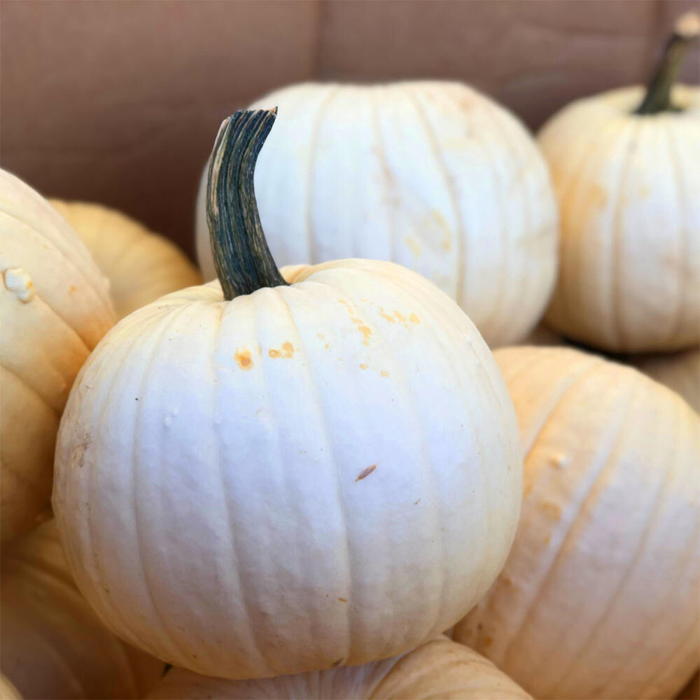 A white pumpkins