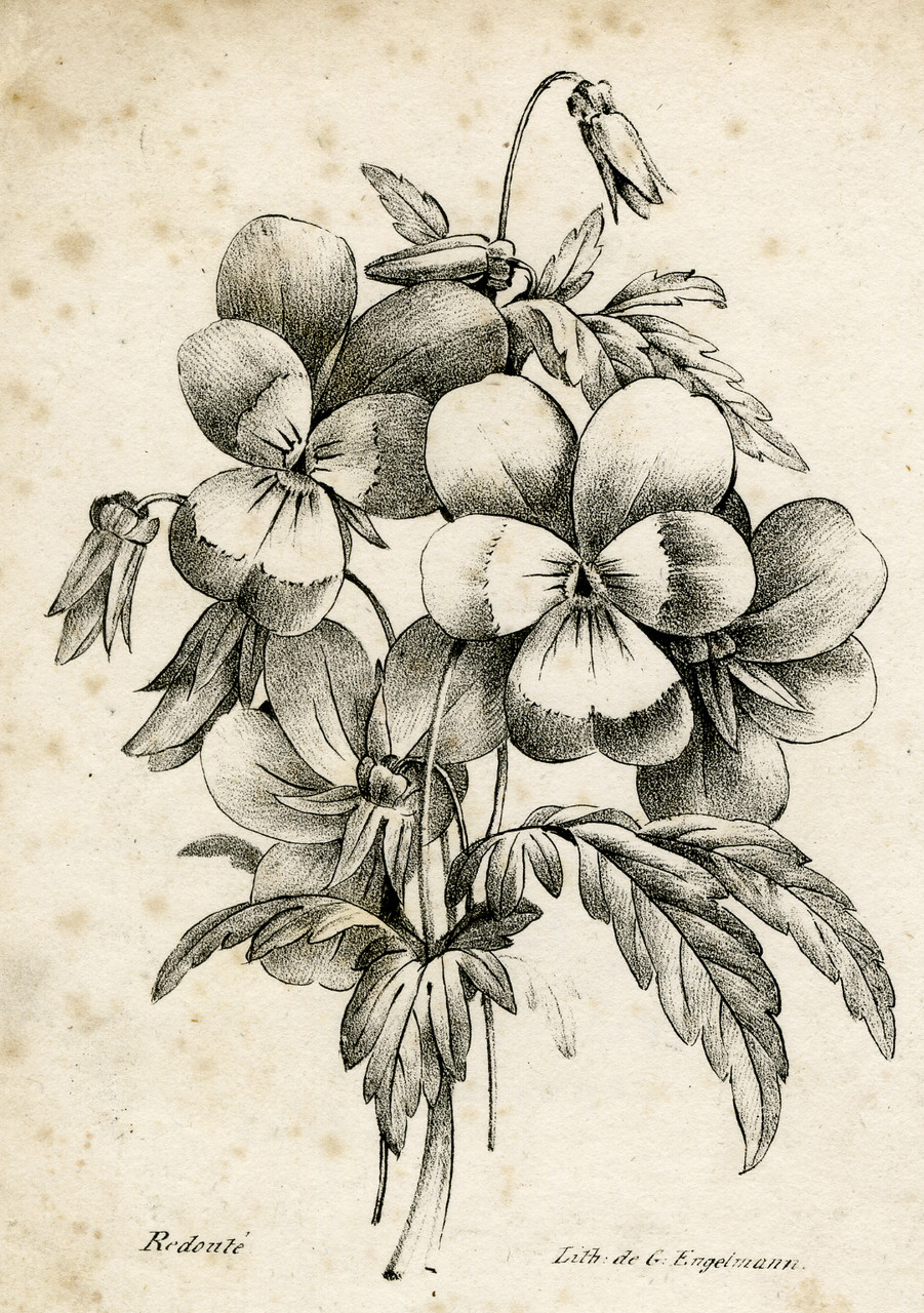 Antique Master Print-NATURAL HISTORY-FLOWER-VIOLET-Redoute