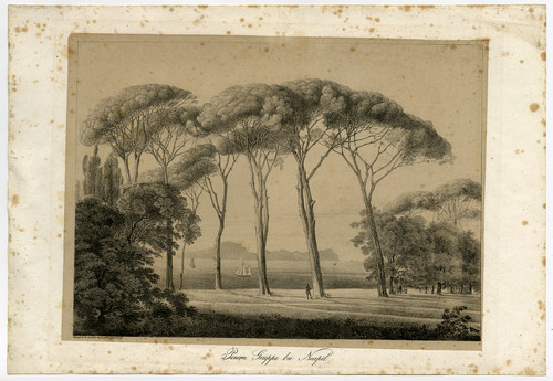 Antique Master Prints-LANDSCAPE-UMBRELLA PINE TREES-NAPLES-Monogram W.H. -1825 - Main Image