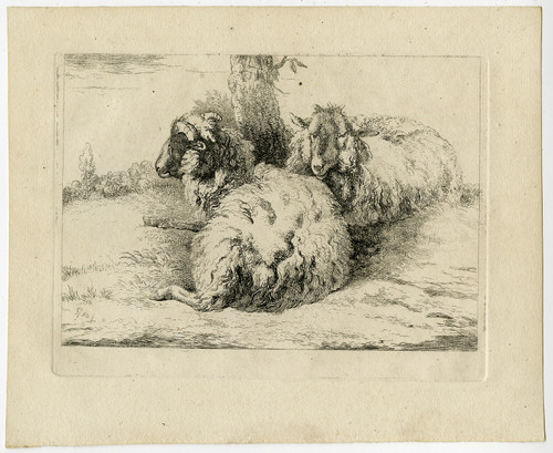 Antique Master Print-ANIMALS-SHEEP-RAM-Van Os-ca. 1800 - Main Image