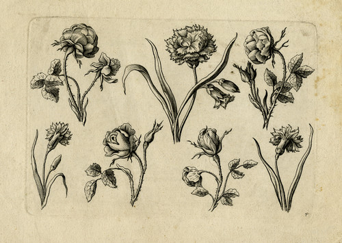Antique Master Print-ORNAMENT-FLOWERS-ROSE-DIANTHUS-PL. 4-Preisler-Wust-ca. 1730 - Main Image