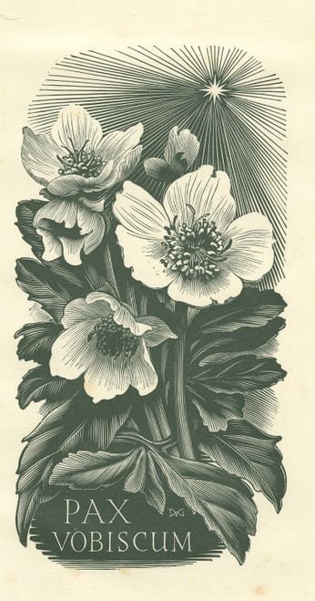 Original Master Print-Botany-Flower-Hellebore-Pax vobiscum-Gelder-ca. 1950 - Main Image
