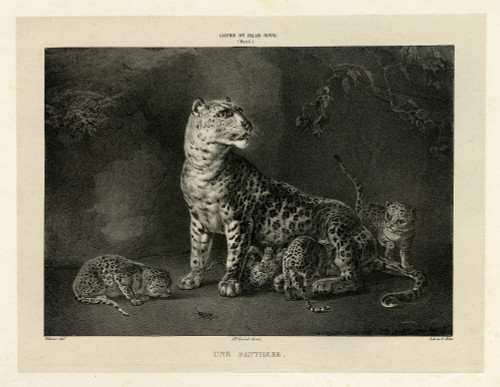 Antique Master Print-Depiction of a leopard with cubs-Volmar-Berre-1825 - Main Image Antique Master Print-Depiction of a leopard with cubs-Volmar-Berre-1825 - Main Image