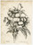 Antique Master Print-NATURAL HISTORY-FLOWER-VIOLET-Redoute-Engelmann-1822 - Image 2