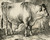 Antique Master Print-ANIMAL-BULL-Huet-1798 - Image 3