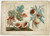 Rare Antique Master Print-NATURAL HISTORY-GRAPE-PEACH-DRAWING-Roubiliac-ca. 1780 - Main Image