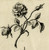 Antique Master Print-ORNAMENT-FLOWERS-ROSE-DIANTHUS-PL. 5-Preisler-Wust-ca. 1730 - Image 4
