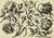 Antique Master Print-ORNAMENT-FLOWERS-ROSE-DIANTHUS-PL. 2-Preisler-Wust-ca. 1730 - Image 3
