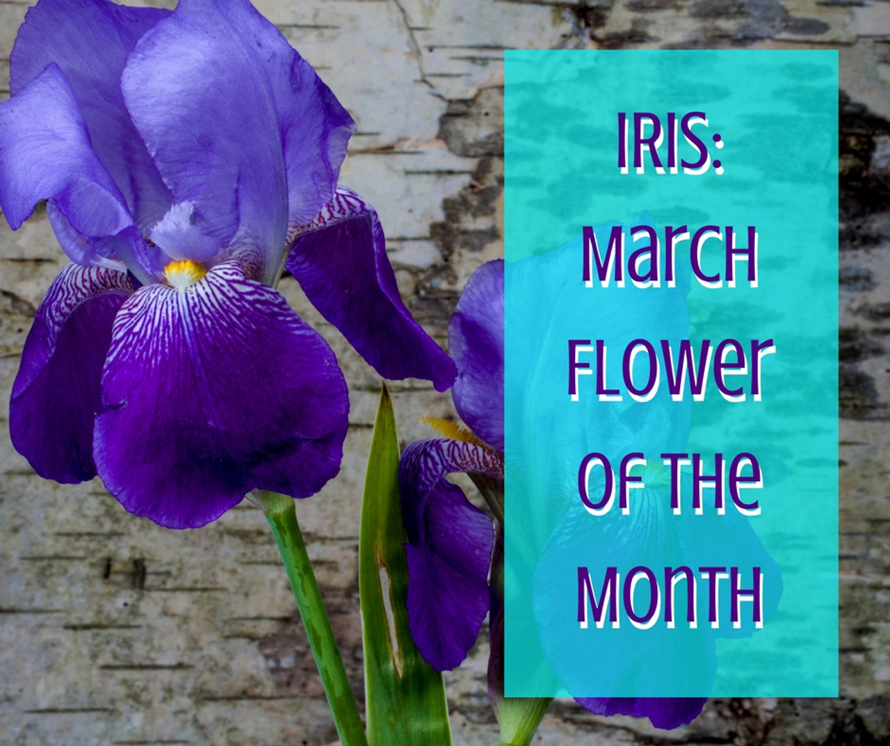 Iris March Flower of the Month Enchanted Florist Pasadena