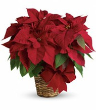 Are Poinsettias Dangerous?