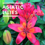 Flower Spotlight - Asiatic Lily: Flower of the Month