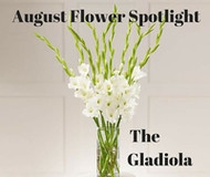 August Flower Spotlight: The Gladiola