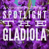 August Monthly Flower Spotlight - Gladiola