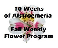 10 Weeks of Alstroemeria Delivered – Fall Program 2014 