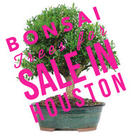 Looking For Bonsai Trees in Houston? We Have Them! Maybe!