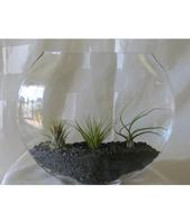 Our Flower Shops in Pasadena, TX Have Terrariums That You Can Buy Online! 