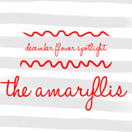 December Flower Spotlight: The Amaryllis