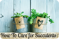 How to Care for Succulents