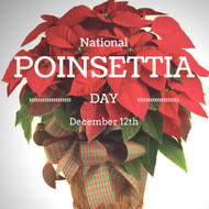 Celebrating National Poinsettia Day on December 12th