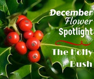 December Flower Spotlight: Holly