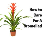 The Lovely Bromeliad and You