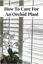 Basic Care Tips for Healthy Orchids