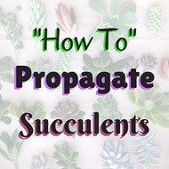 Want More Succulents? Here Is How To Propagate