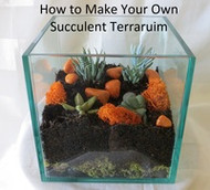 How to Make a Succulent Terrarium