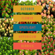 October Flower Spotlight: Hypericum Berries