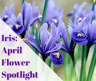 April Flower Spotlight: The Beautiful Iris