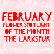 February Flower Spotlight of the Month: The Larkspur