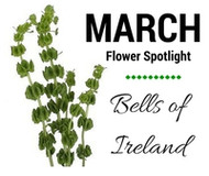 March Monthly Flower Spotlight: Bells of Ireland