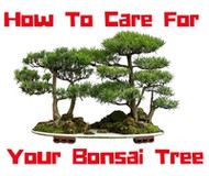 How To Take Care of A Bonsai Tree