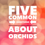 Top 5 Common Questions About Orchid Flowers