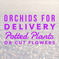 What You Should Know Before Ordering Your Orchid Delivery