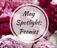 May Flower Spotlight: Perfectly Peony