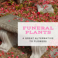 Funeral Plants: An Important Alternative to Funeral Flowers