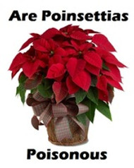 Busting Myths About Poinsettias