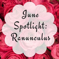 June's Monthly Flower Spotlight - Ranunculus